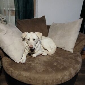 Meet your Posher, Wade